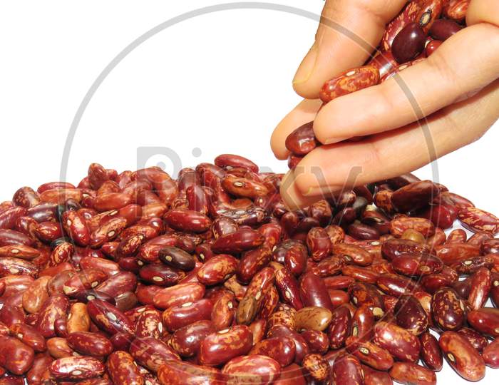 Kidney beans Dropping From Hand On White Background.Isolated Kidney Beans.