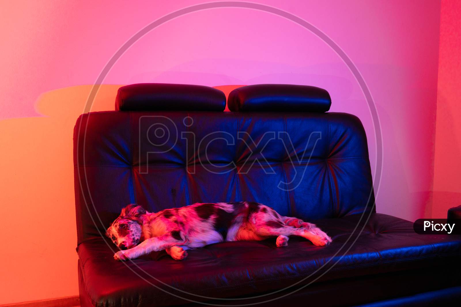 A Dog Sleeping on a Sofa in a House