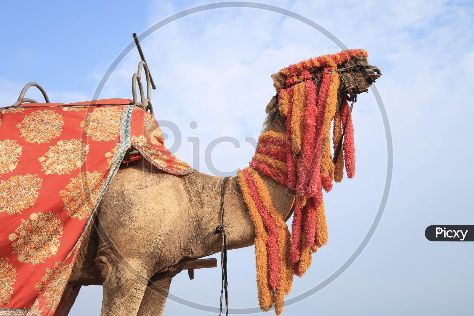 A decorated Camel ready to offer happy ride