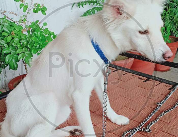 Cute white loyal dog.