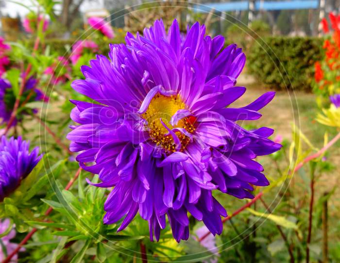 Purple china aster close up shot. Fresh Beautifull flower