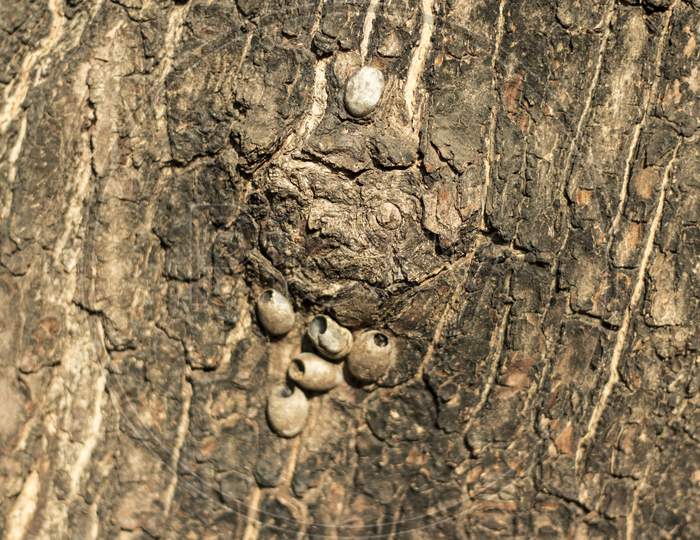 small egg on tree body