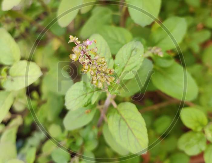 Medicinal plant - Holy Basil or Tulsi