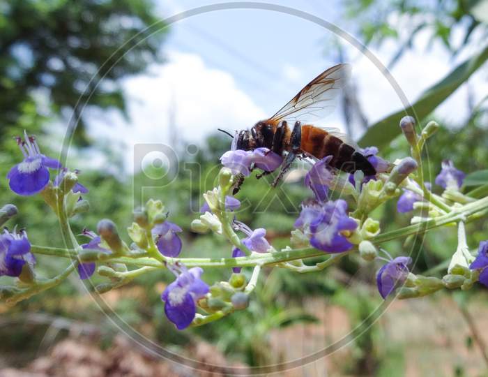 Membrane winged insect honeybee in selective camera focus background wallpaper
