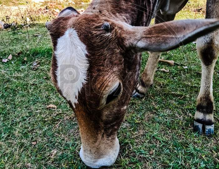 Cow calf head