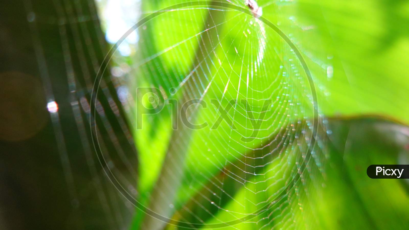 Close up spider web macro photography selective focus and blur background