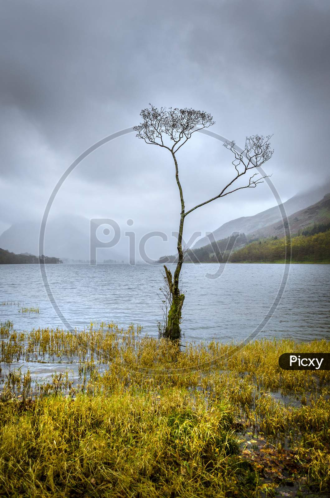 Known as the lone tree this birch overlooks the lake of Buttermere