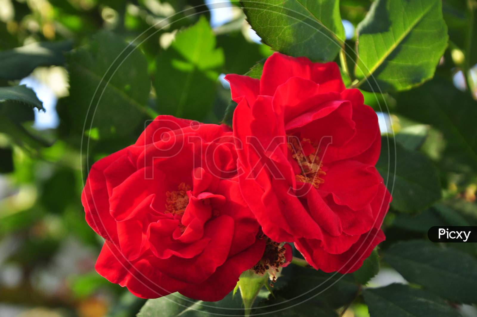 Beautiful red Rose in close-up