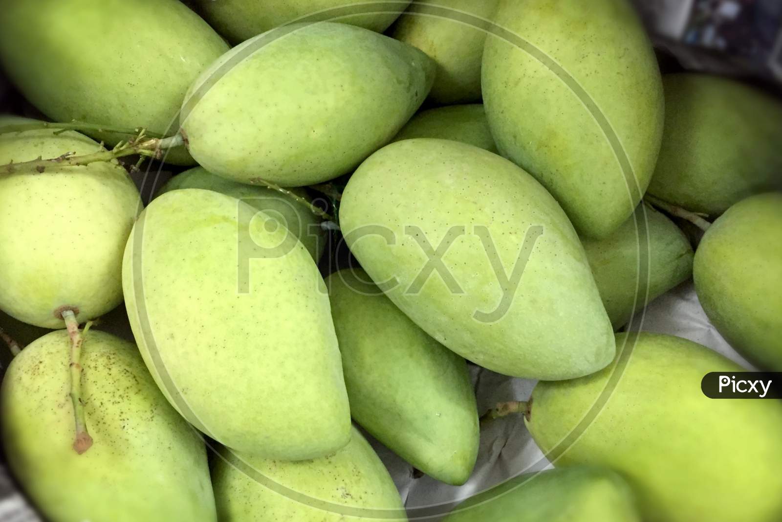 Fresh green mangoes.