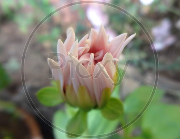 Beautiful close up pink dahlia flower plant selective focus and Blur background