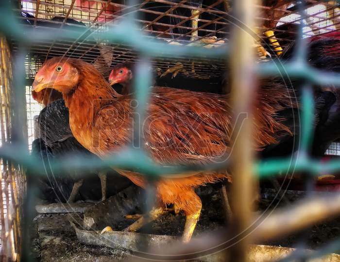 Chickens And Hens Inside Cages On Local Meat Farm. Group Of Fresh Alive Chickens Selling On Meat Market