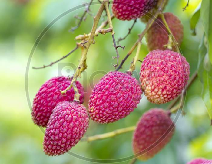 Brunch Of Fresh Lychee(Bombay) Fruits Hanging On Green Tree.