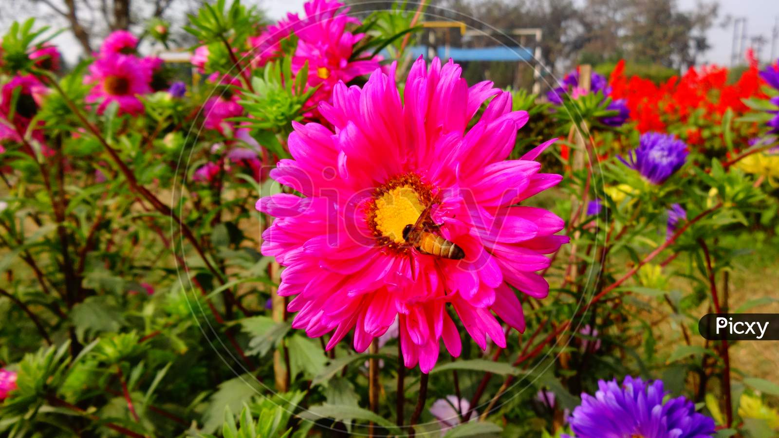 Dark pink flower with Beautifull honey bee close up camera . Selective focus and Blur background