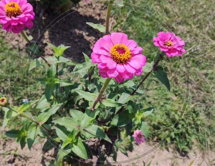 Zinnia pink flower in the garden
