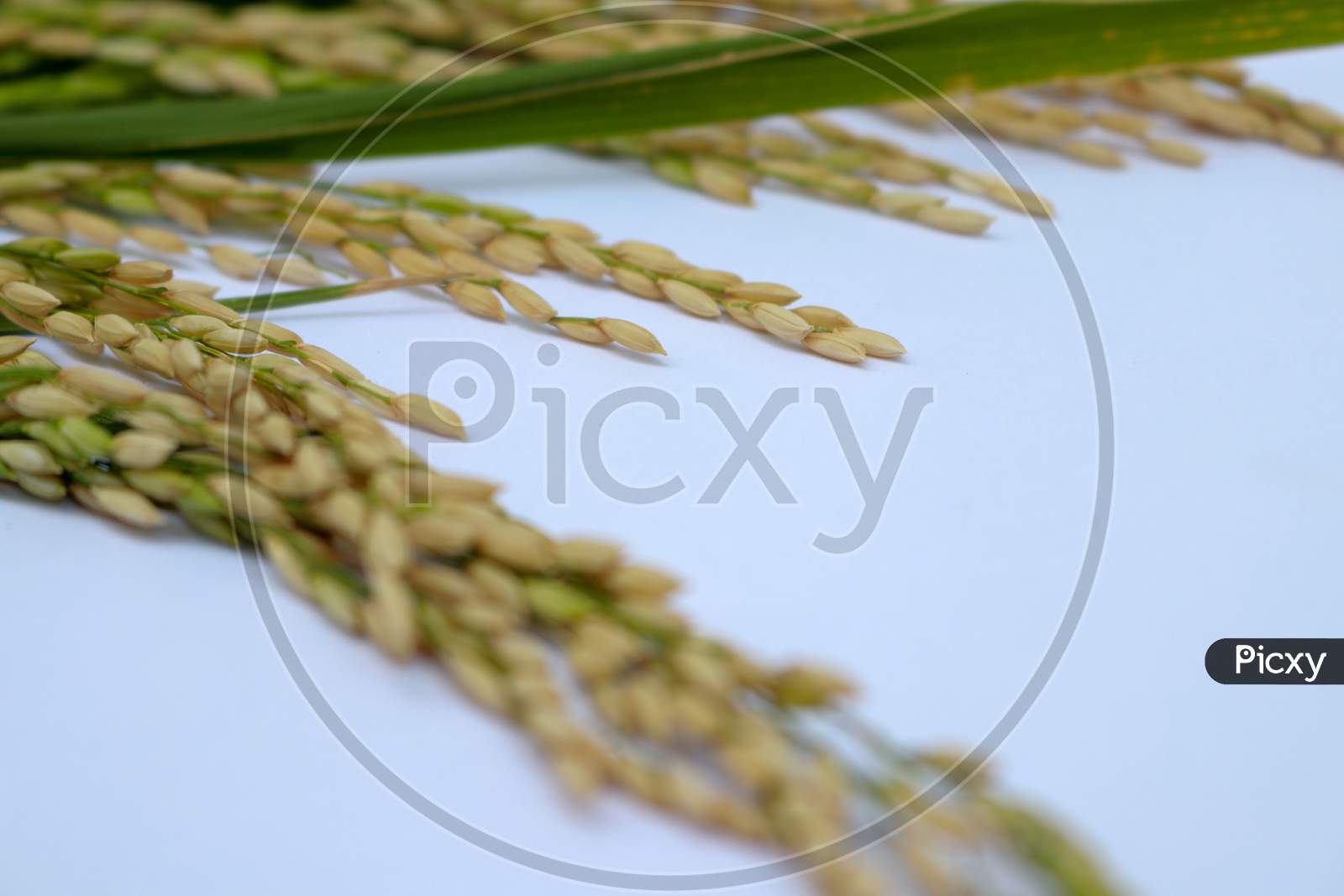 Organic Paddy Rice,Ear Of Paddy, Ears Of Thai Jasmine Rice Isolated On White Background