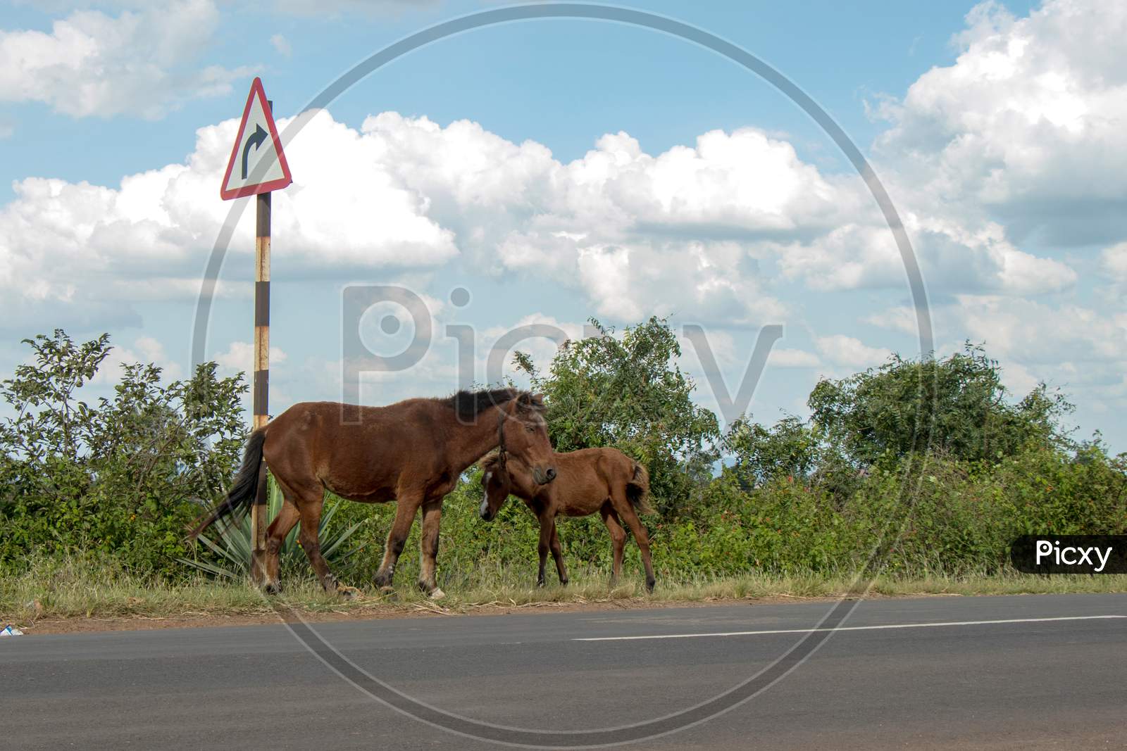 Horse Standing Road side