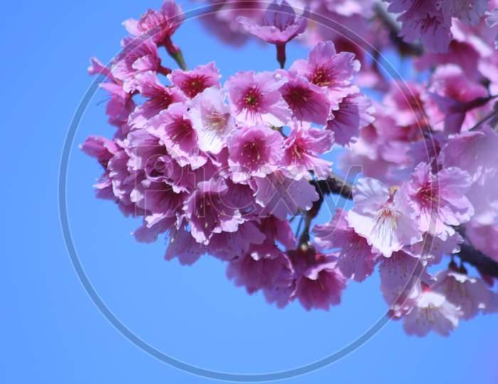 cherry blossoms,sakura,櫻花cherry blossoms,sakura,櫻花