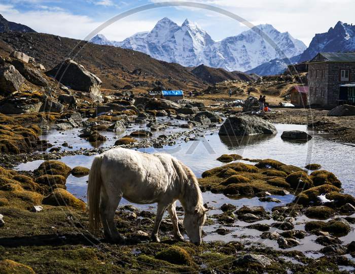 A horse grazing at Lobuche in Everest Base Camp trek.