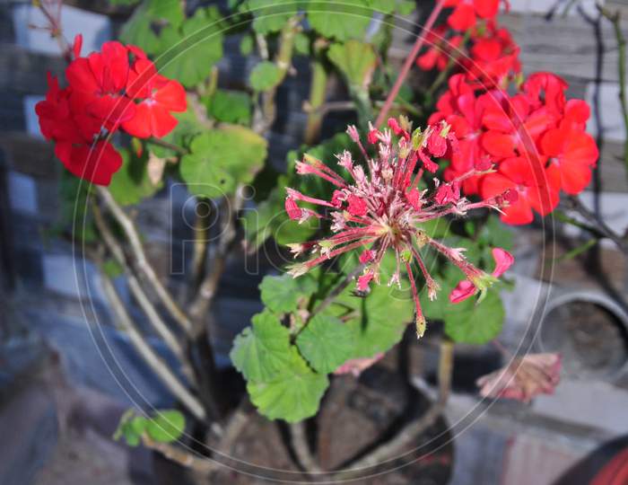 Beautiful Red flowers plant in the garden