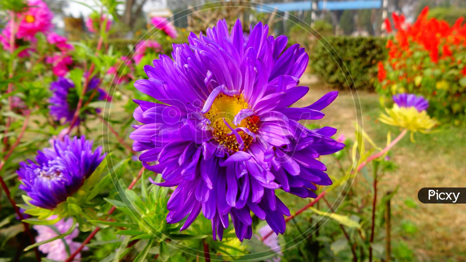 Purple china aster close up shot. Fresh Beautifull flower