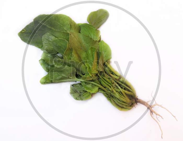 Leafy vegetable- Common sorrel or spinach dock