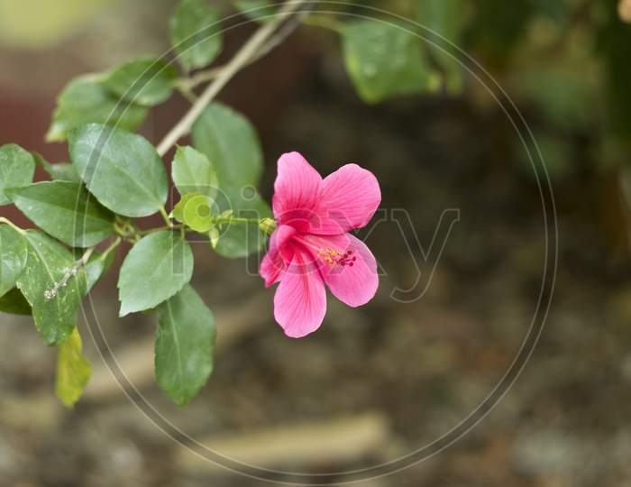 Jasvandi flower