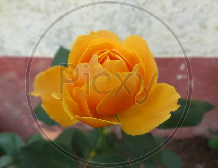 Garden rose Beautifull light orange flower.close up selective focus and blur background