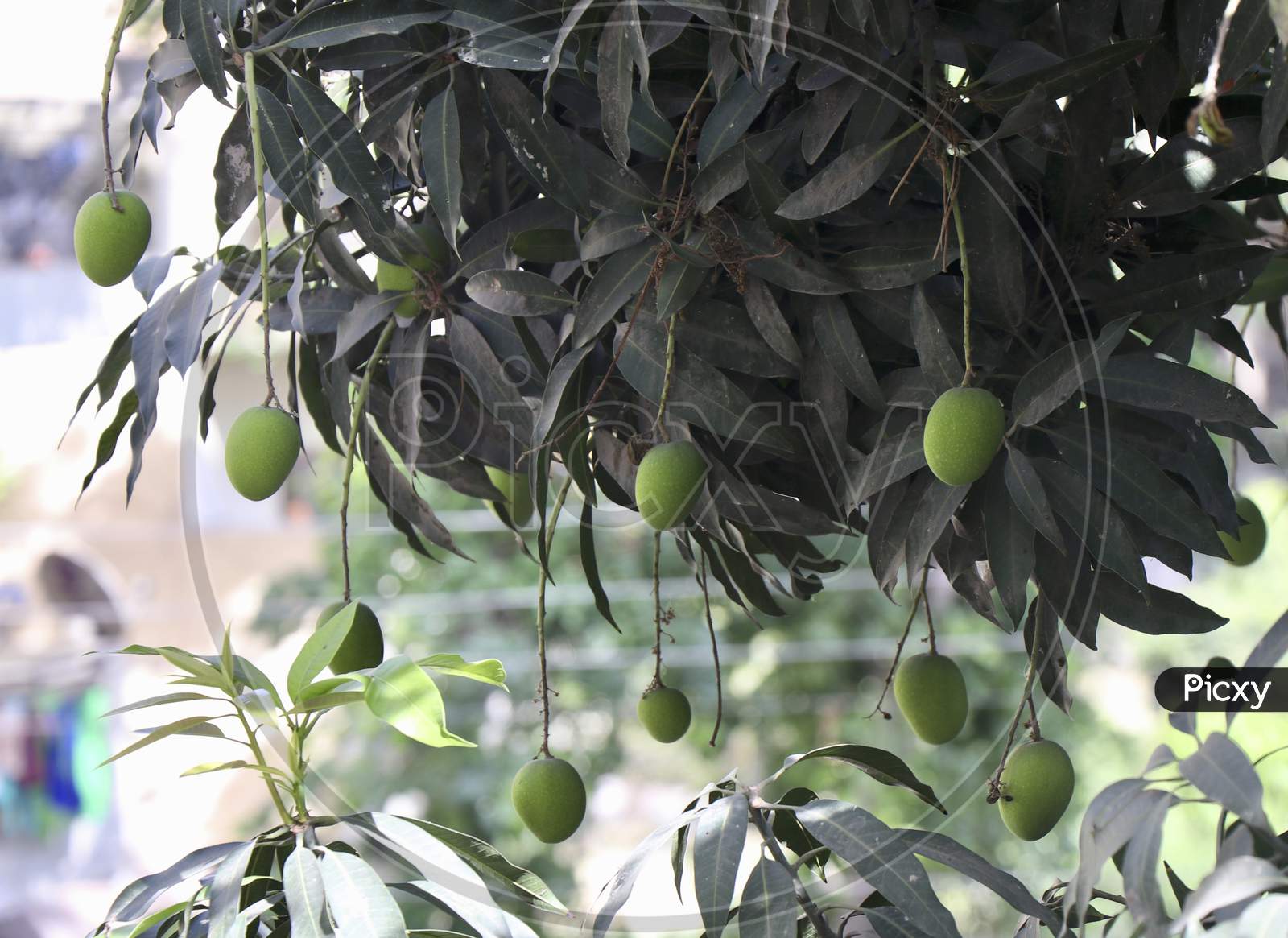 Unripe mangos hanging on a mango tree