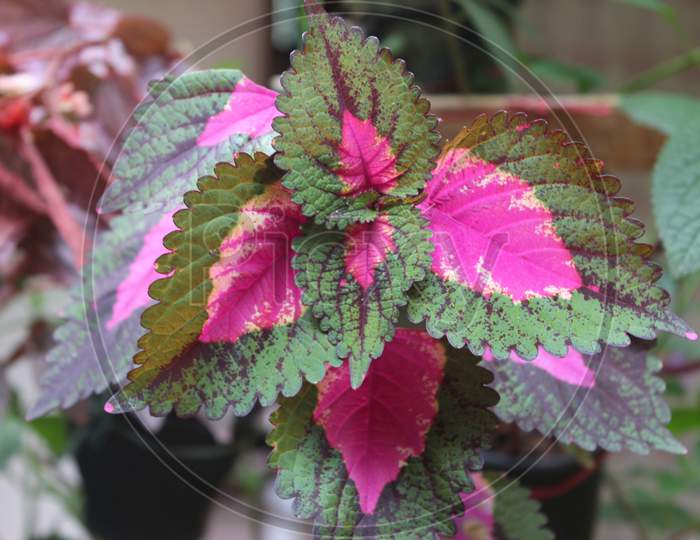 PINK LEAVES PLANT