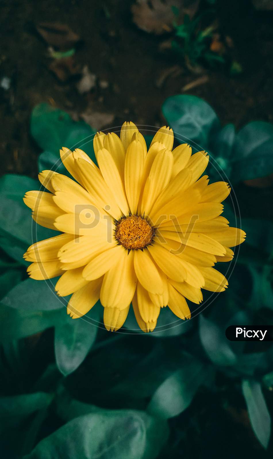 Pot Marigold Flower, yellow flower in the garden