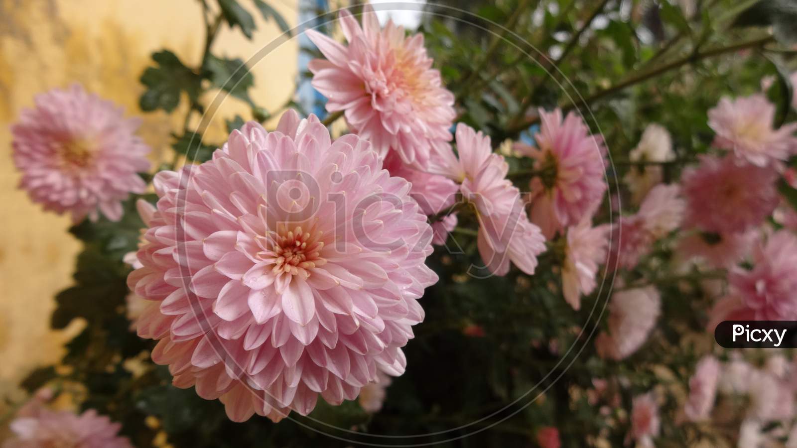 Close up pink chandramallika flowering plant