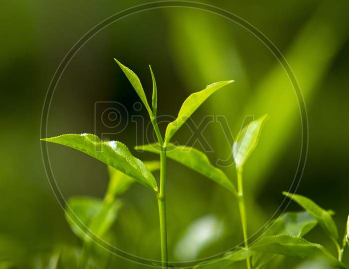 Tea Leaves In Fresh Garden.