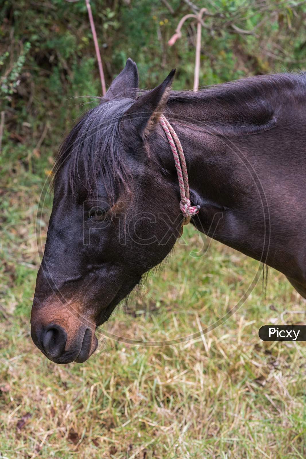 Black Horse Head Closeup