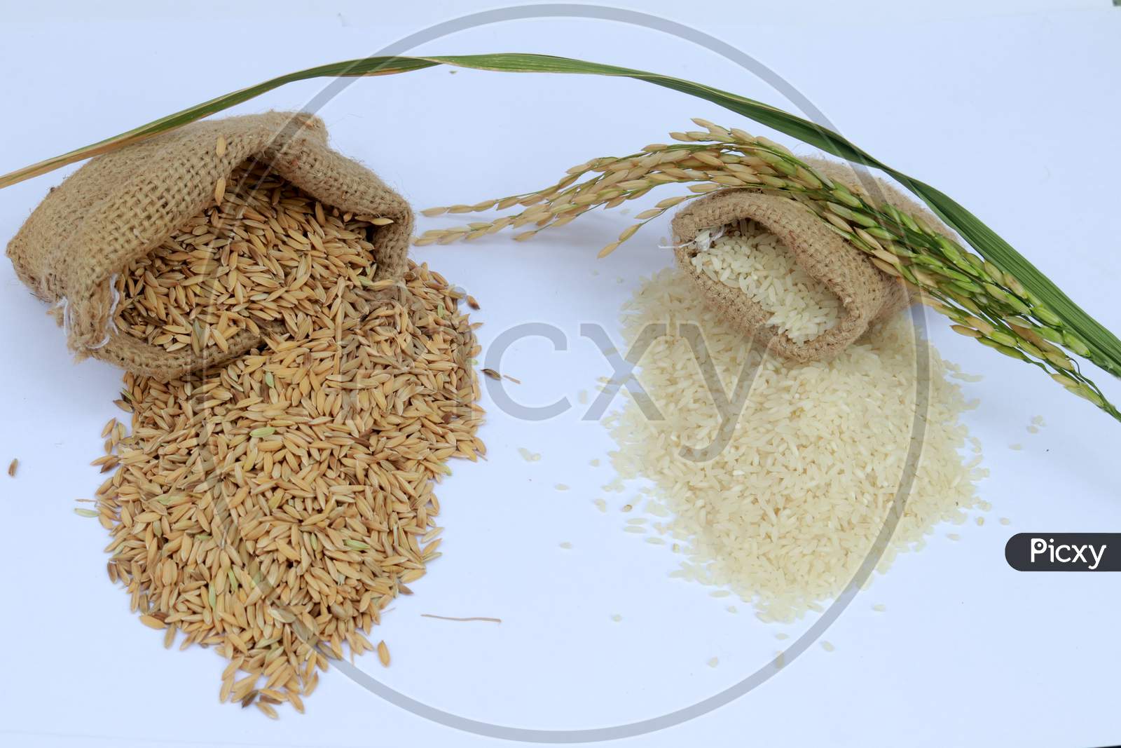 Rice In The Burlap Bag. Healthy Eating And Lifestyle On A White Background