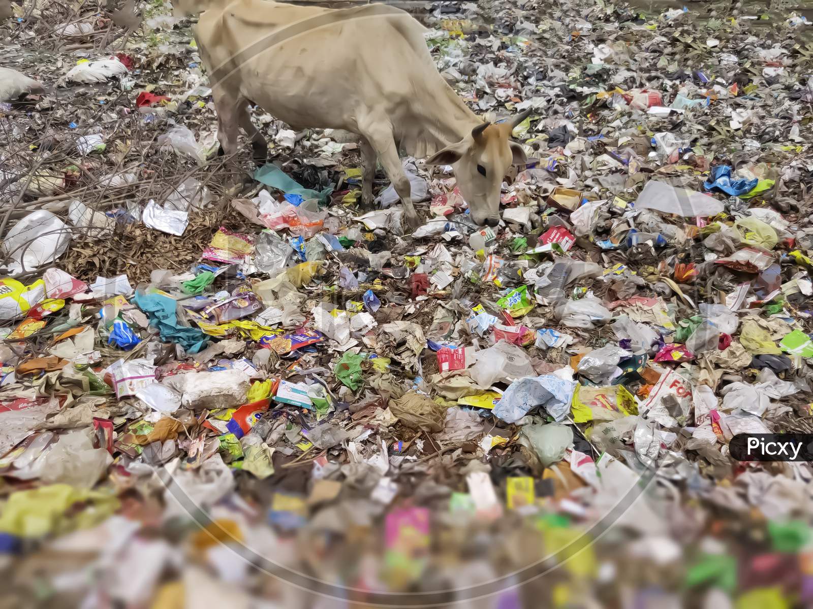 Say no to plastic pollution. The cow is eating plastic waste.