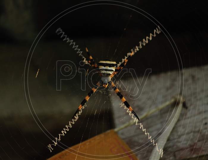 Nature'S Amazing Creations- An Unknown Species Of Spider