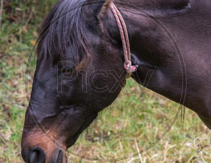 Black Horse Head Closeup