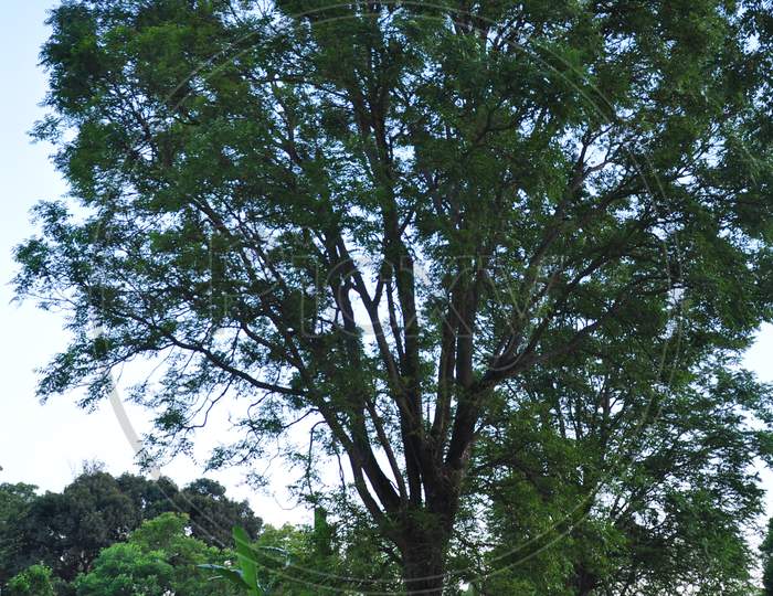 Beautiful tree in the jungle Himachal pradesh India