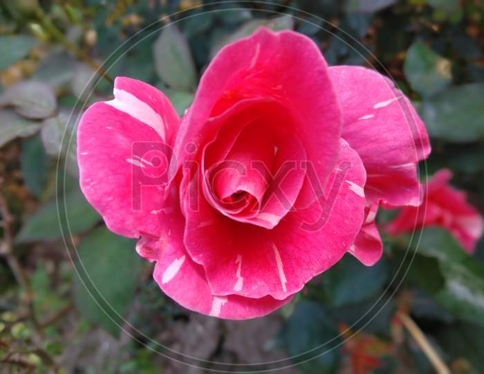 Rose flower, pink rose flower