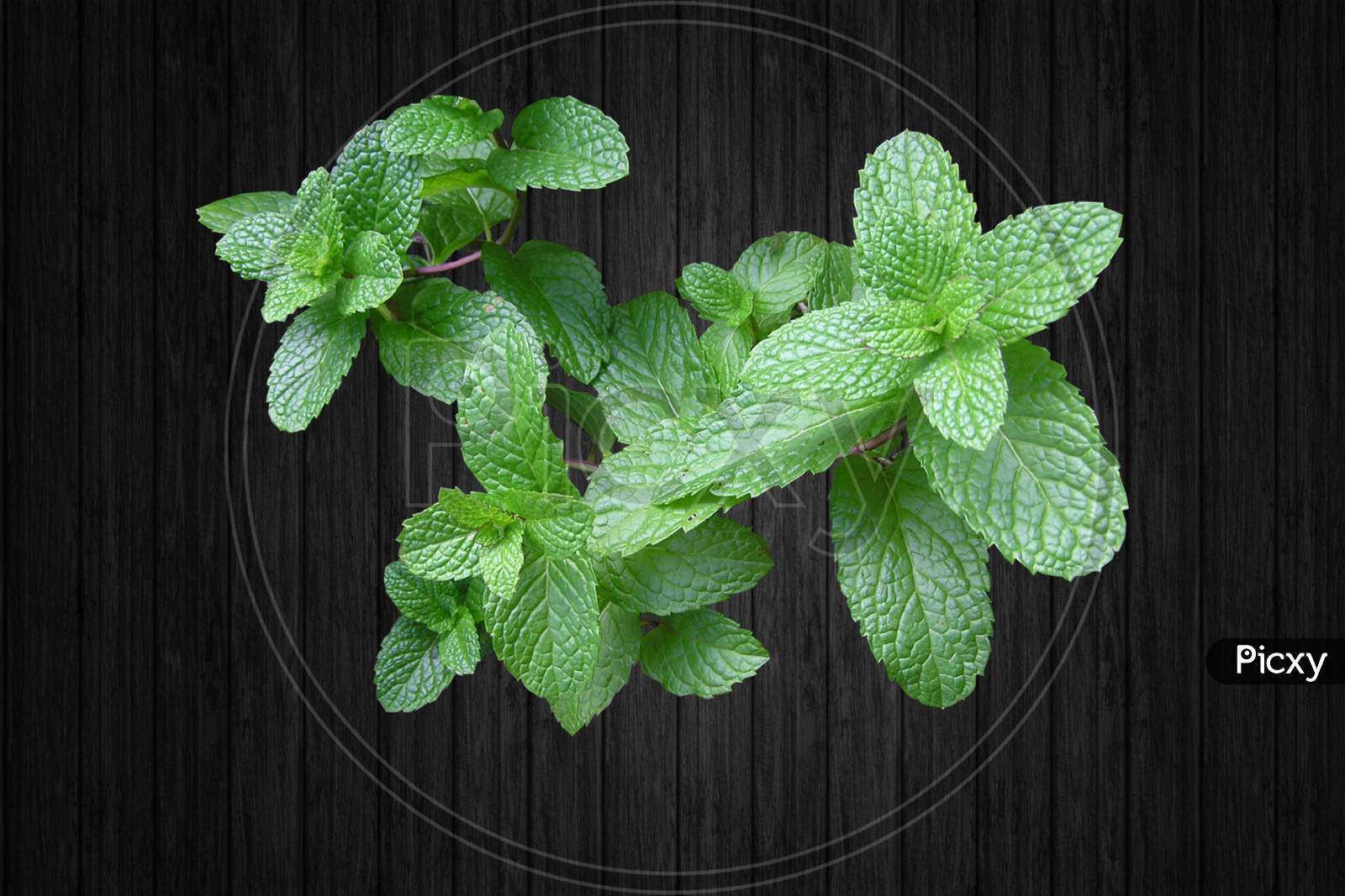 Fresh peppermint leaf on wooden background.