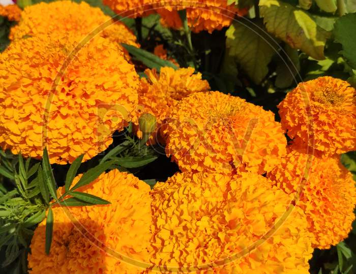 Marigold yellow flower