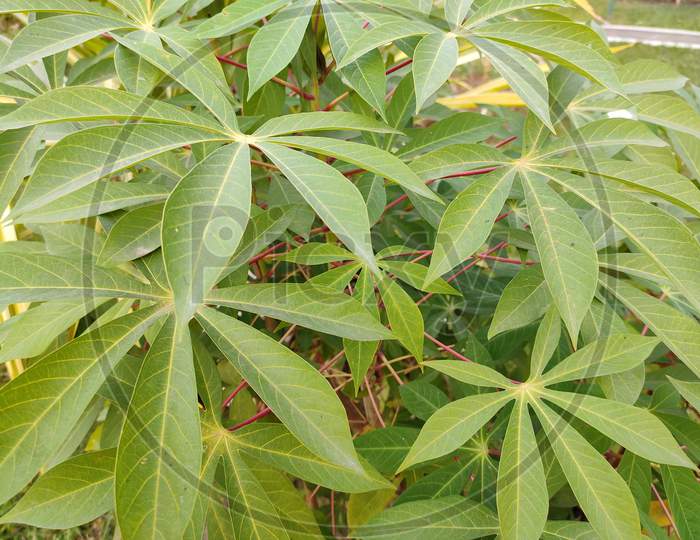Medicinal plant - Cassava