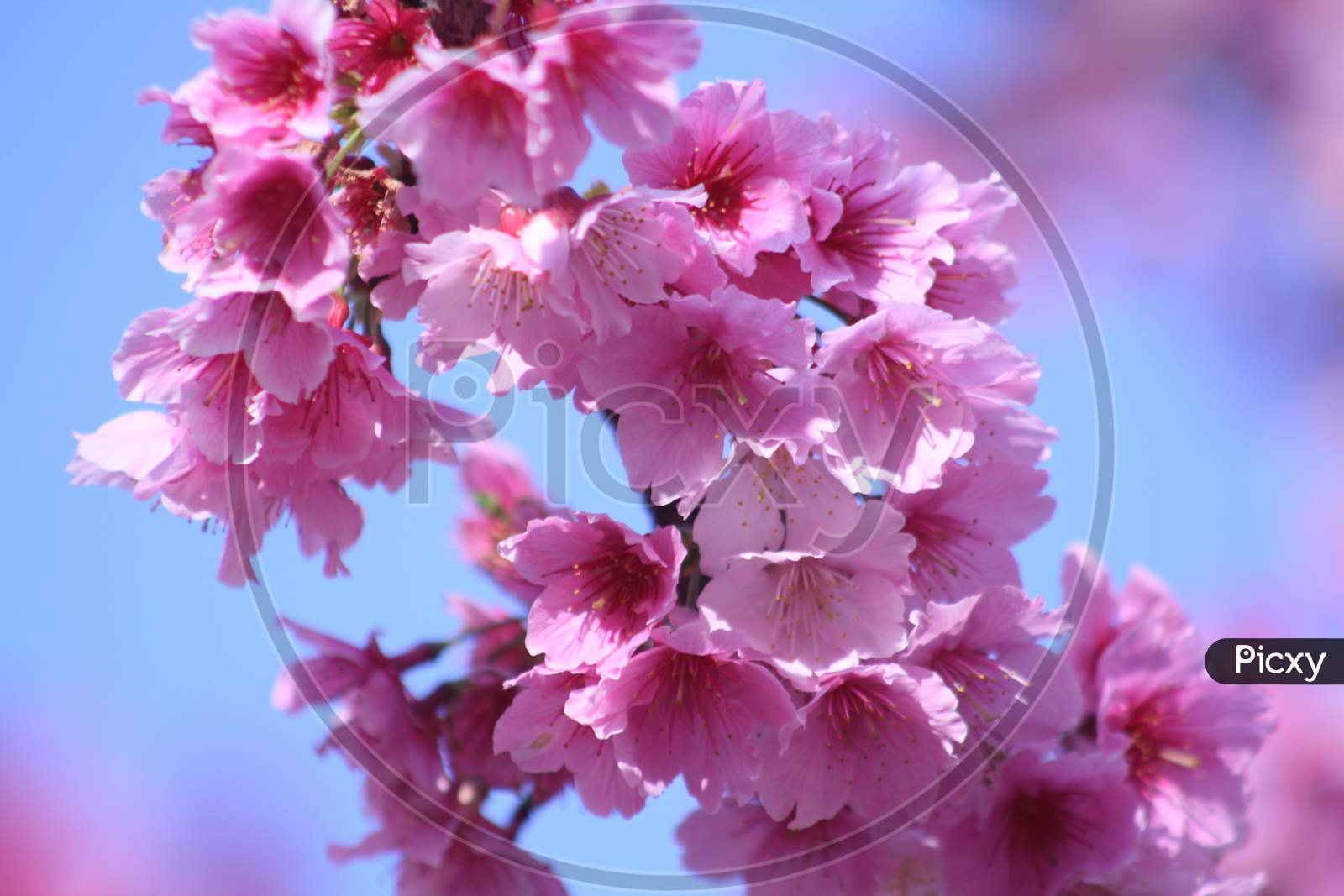 cherry blossoms,sakura,櫻花cherry blossoms,sakura,櫻花