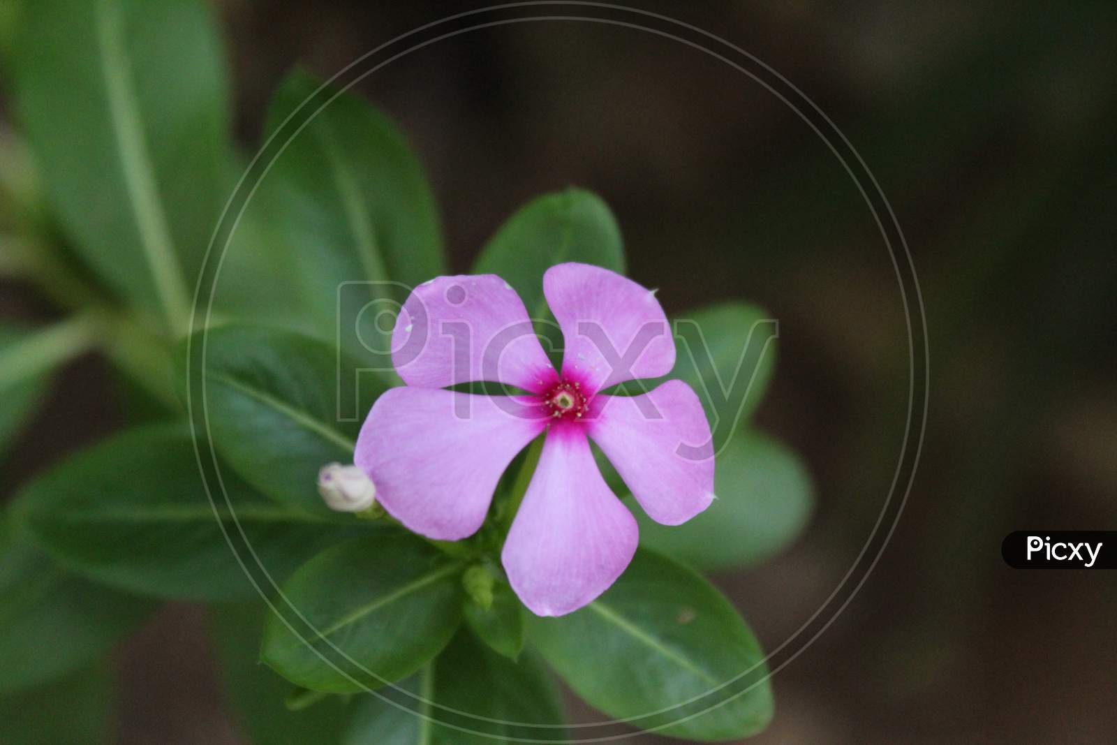 PINK FLOWERS WITH GREEN LEAFS