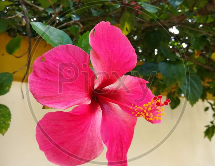 Beautiful Pink Hibiscus Rosa Sinensis Flower