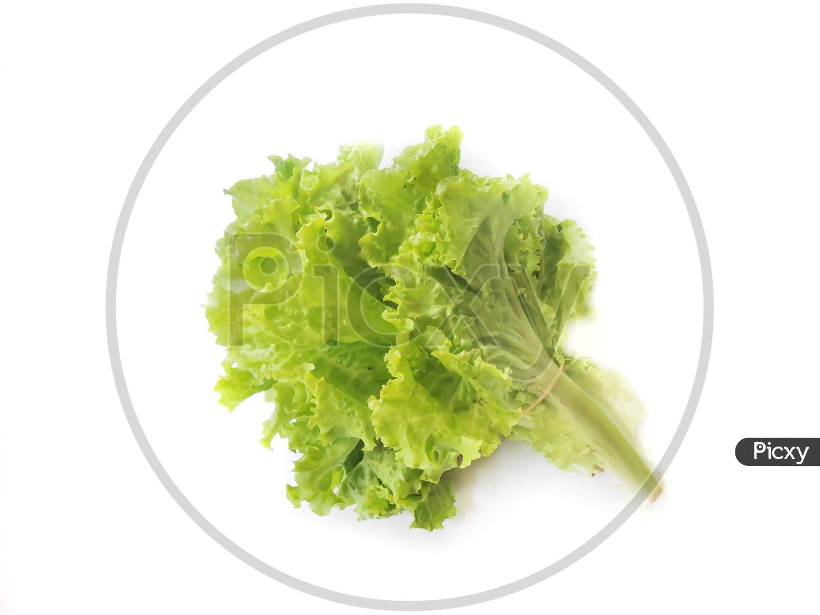 Leafy vegetable - Lettuce