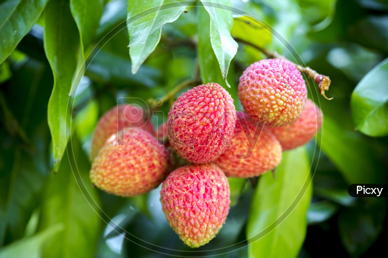 Brunch Of Fresh Lychee Fruits Hanging On Green Tree.
