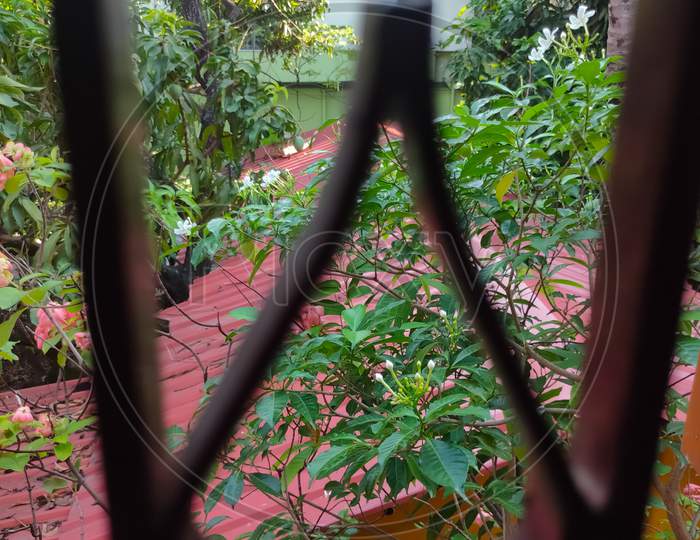 A Small Garden From A Window View