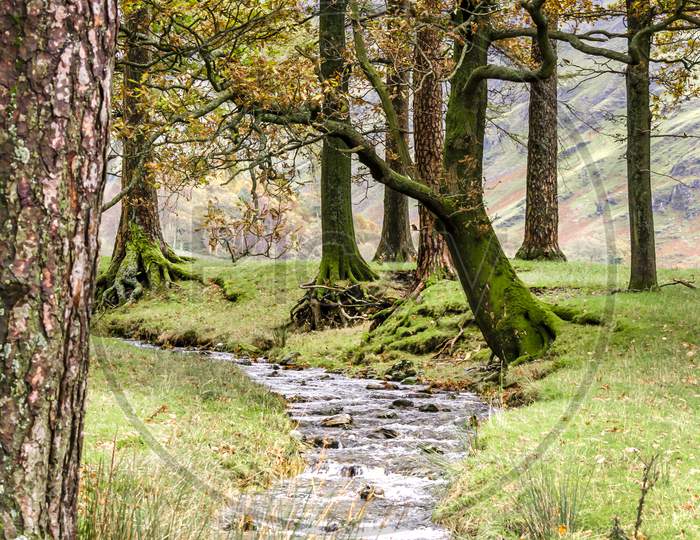 A shallow stream running through a the woodlands on the west side of Lake Buttermere.