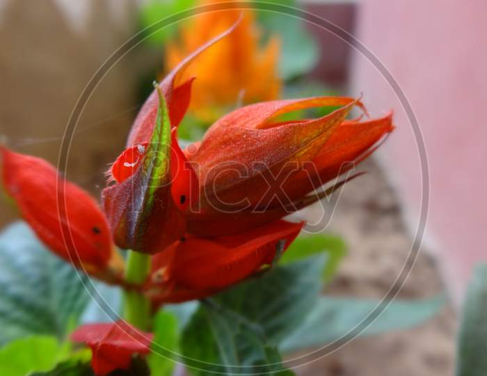 DEEP RED CLOSE UP TULIP ANTHURIUM FLOWERING PLANT. SELECTIVE FOCUS AND BLUR BACKGROUND